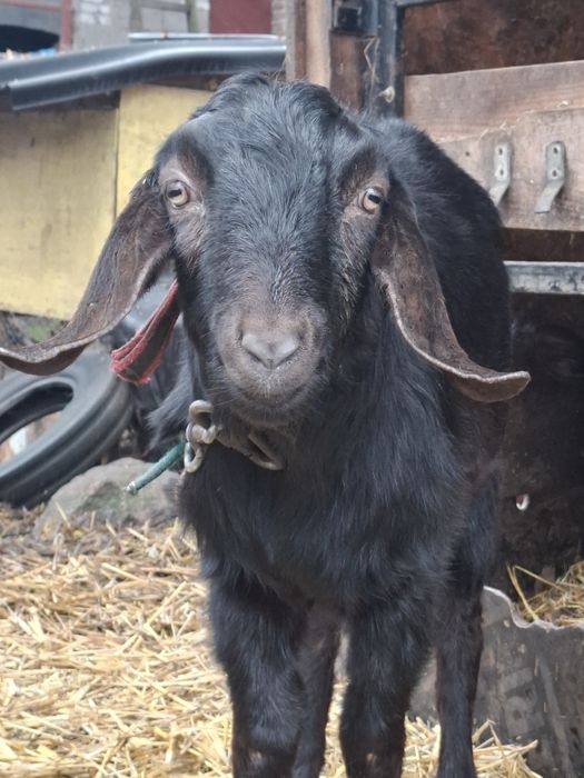 Koziołek Anglonubijski