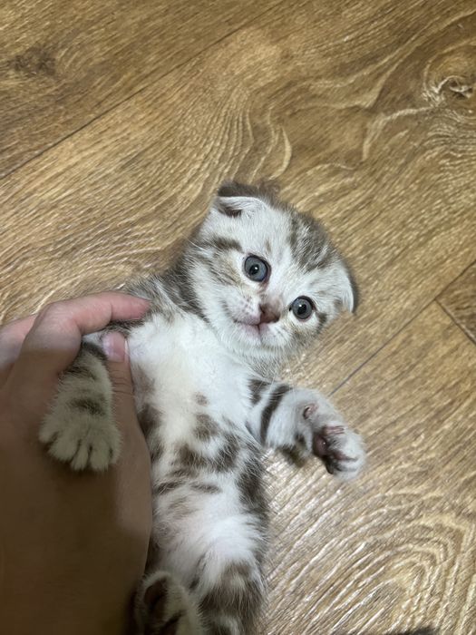 Шотландські кошенята