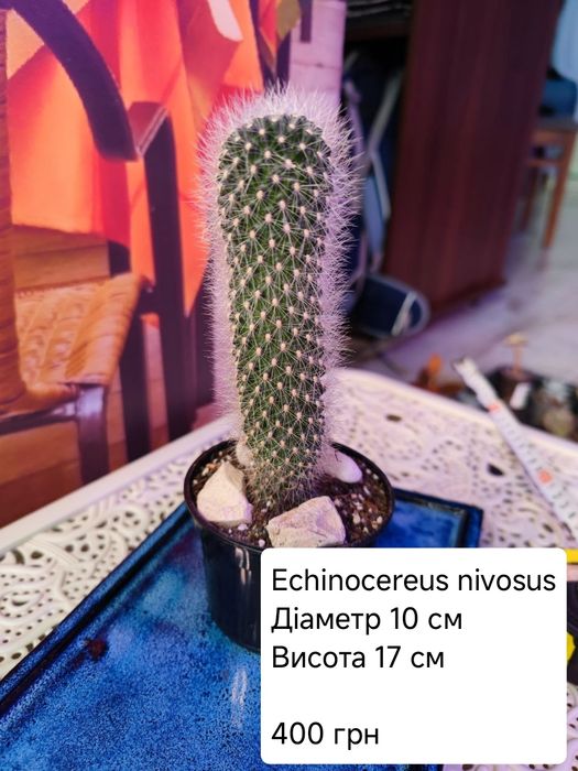 Кактус, клейстокактус, ехіноцереус, каланхое
