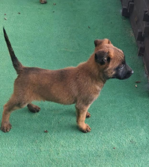Owczarek Belgijski Malinois piesek 12 tygodni gotowy do odbioru