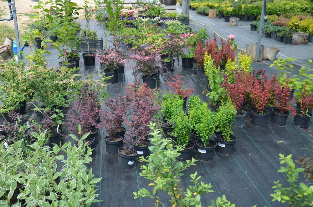 Кустарники Барбарис,Бересклет,Спирея,Вейгела,Дёрен,АзалияВереск,Самшит