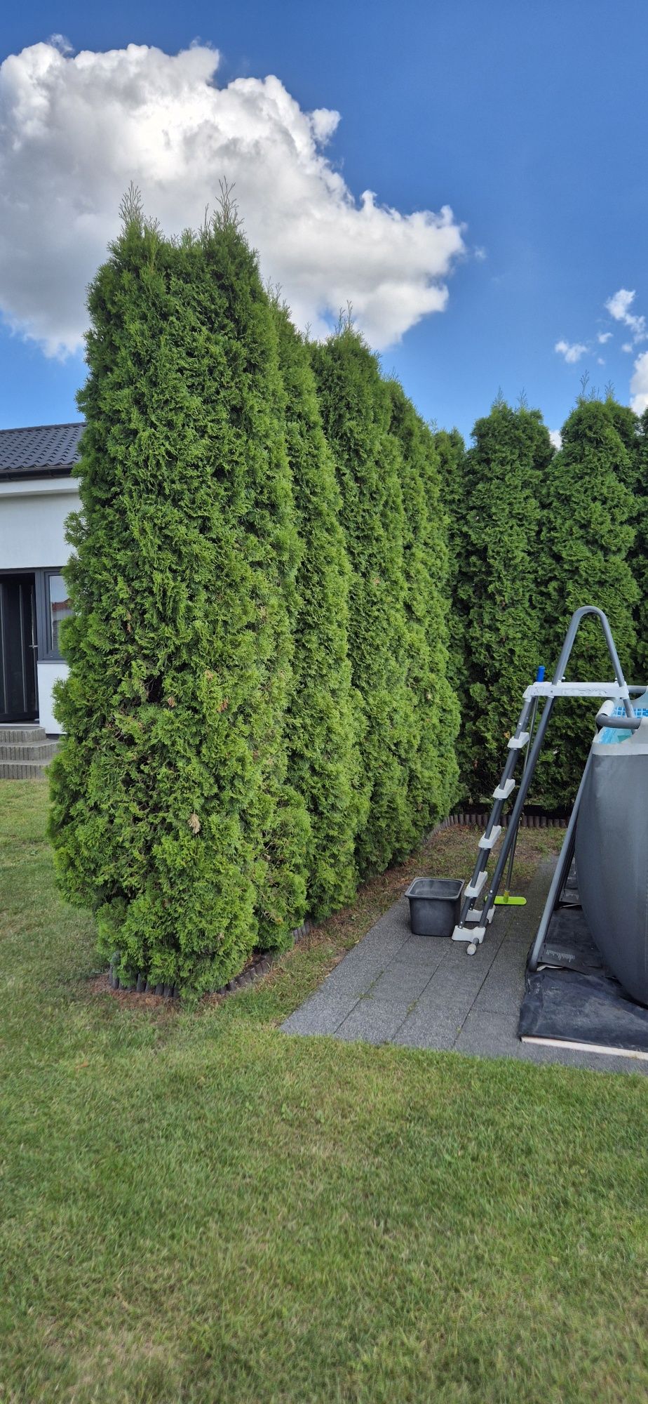 Tuja thuja szmaragd 3.5 metra 350 cm tuje 18 sztuk