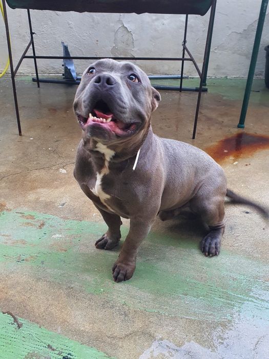 American Bully com 2 anos para adoção