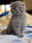 Scottish Fold Azul - Macho