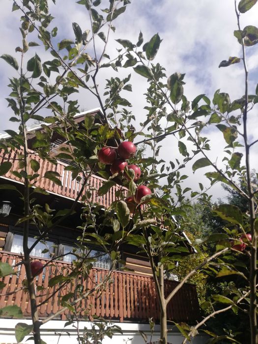 Domek z bala: Chata Górska MATYLDA (sauna, grill, ogród).