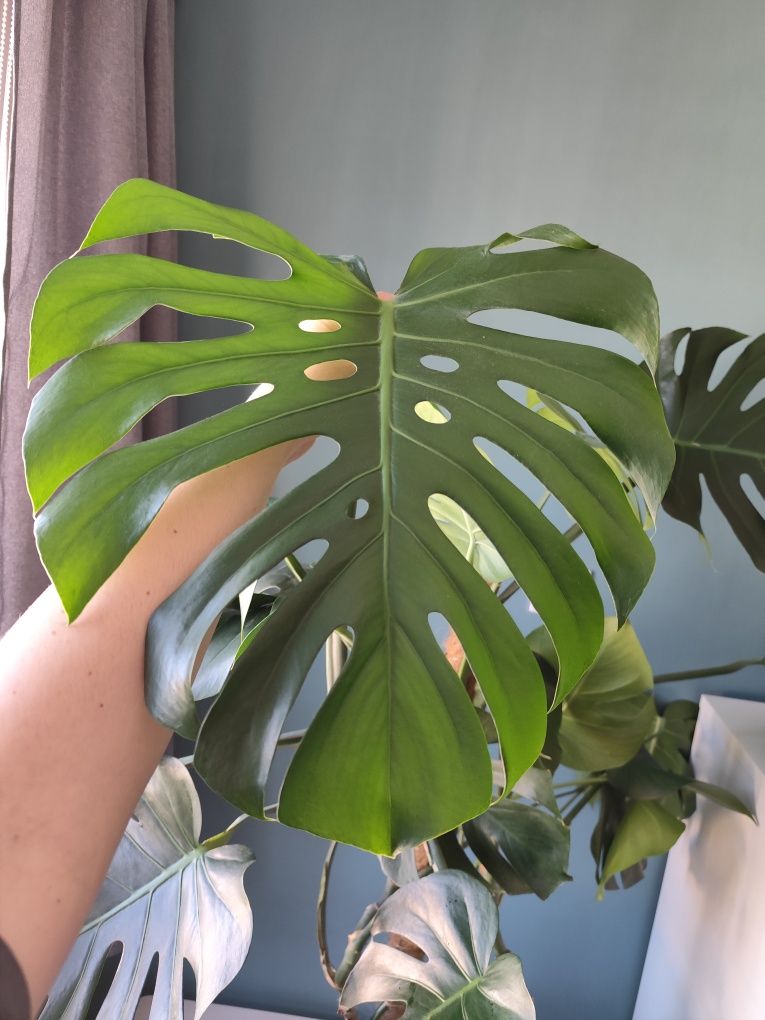 Monstera deliciosa/ monstera dziurawa