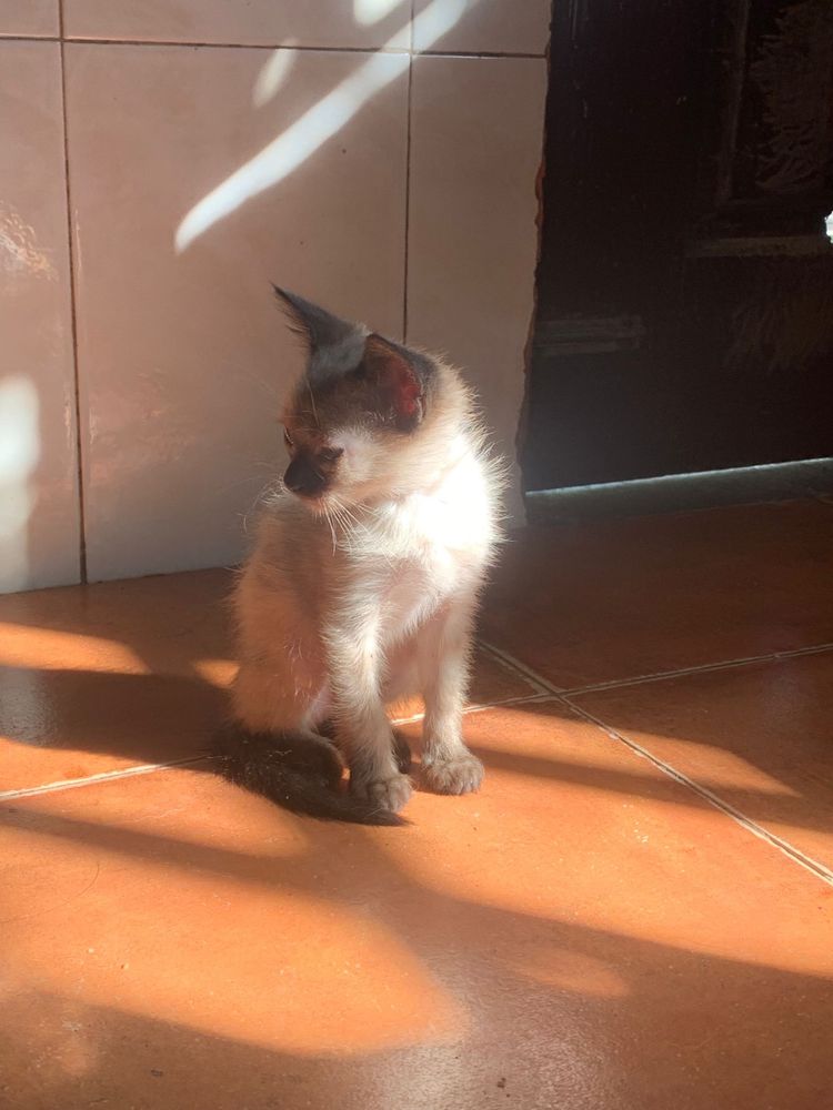 Gatinha para dar
