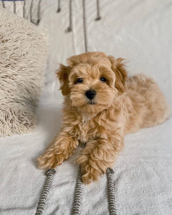 Мальтіпу міні, мікро, стандарт. Хлопчик, дівчинка. Ф1, f1. Малитипу