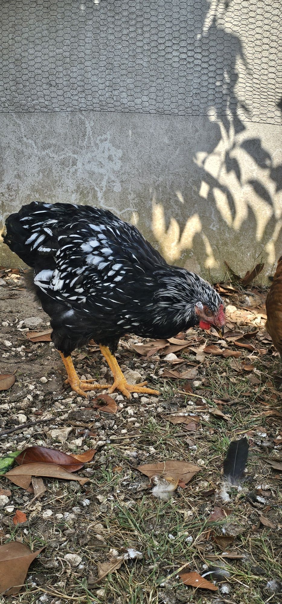 Galos jovens de várias raças