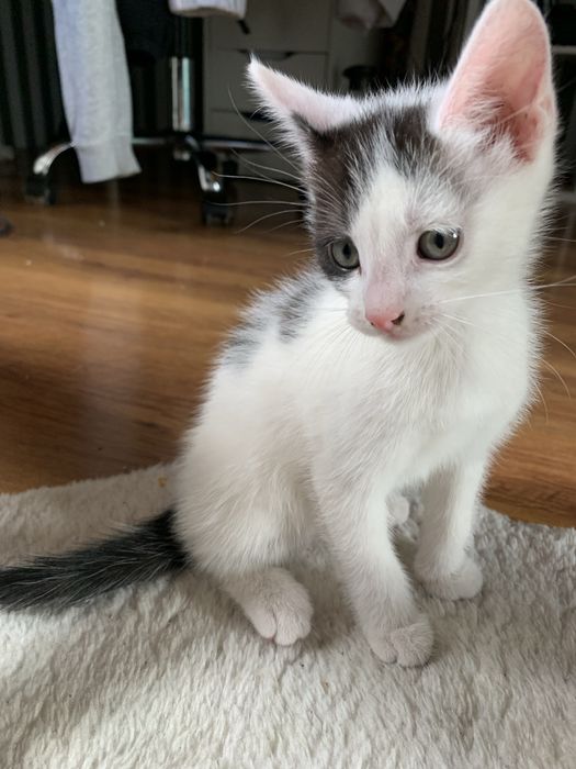 Oddam kotki za darmo