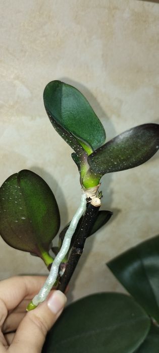 Детки орхидеи Биг липа Покахонтас, Сезам Ред, Калейдоскоп трилипс