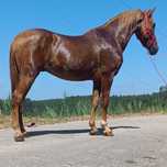 Cavalo cruzado ...