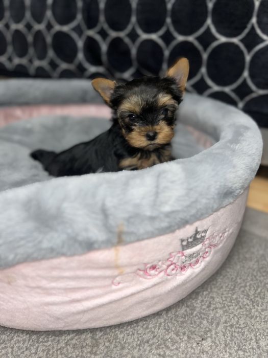 Pies pieski yorkshirre terier