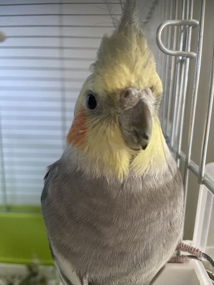 Papuga nimfa (bez klatki)