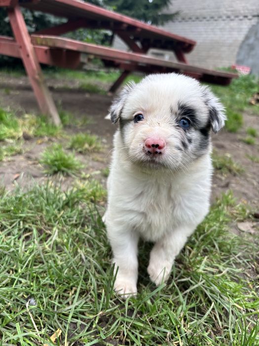Border collie- suczka