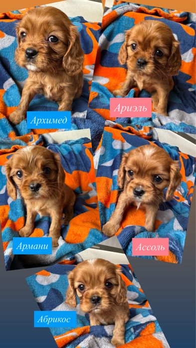 Кавалер Кинг Чарльз Спаниель Cavalier King Charles Spaniel ККЧС РУБИН