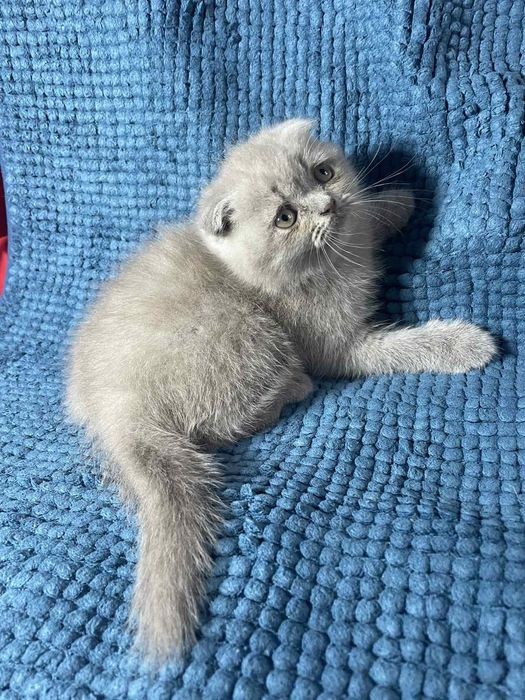 Шотландське кошеня - чудова плюшева  висловушка (Scottish Fold)