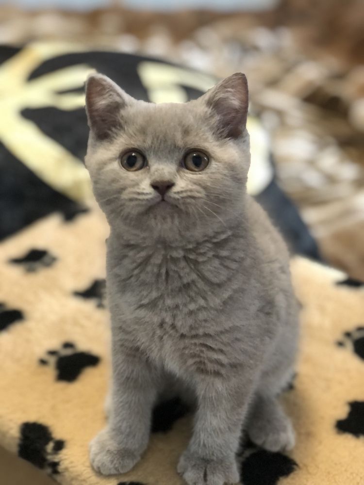 Шотландські кошенята лілового окрасу)