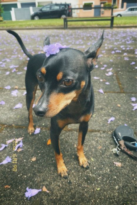 Passeio cães Centro de Aveiro
