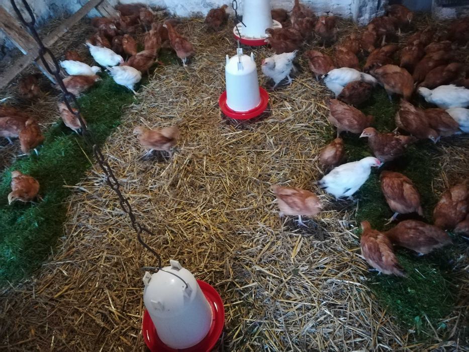 Jaja Wiejskie (Mława)