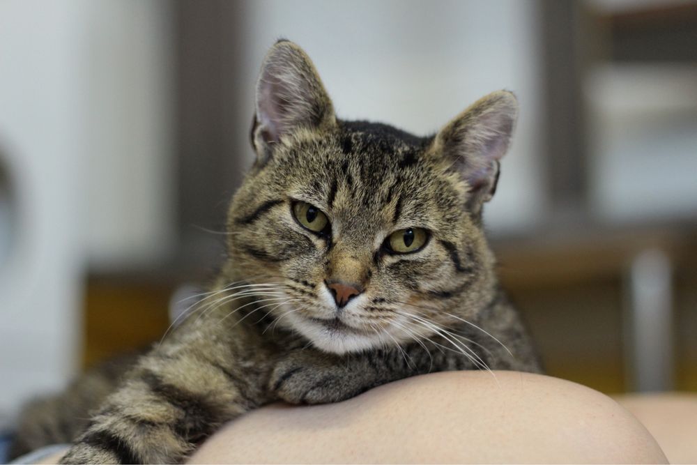 Kocur do adopcji