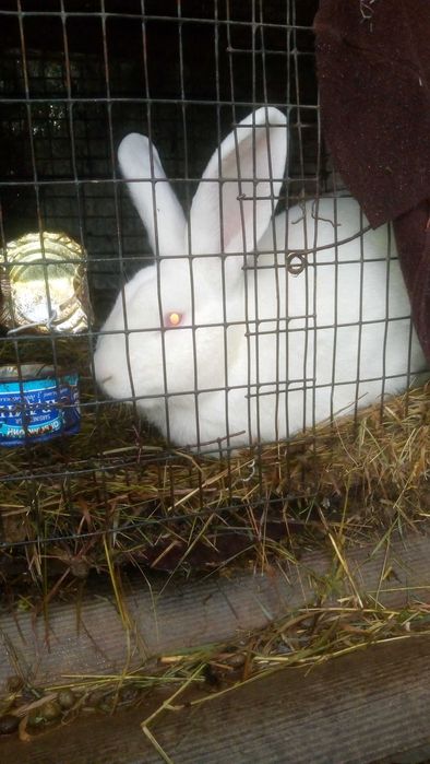 Кроликі панон з бабочкой, фландр,молодняк та великі кроли .