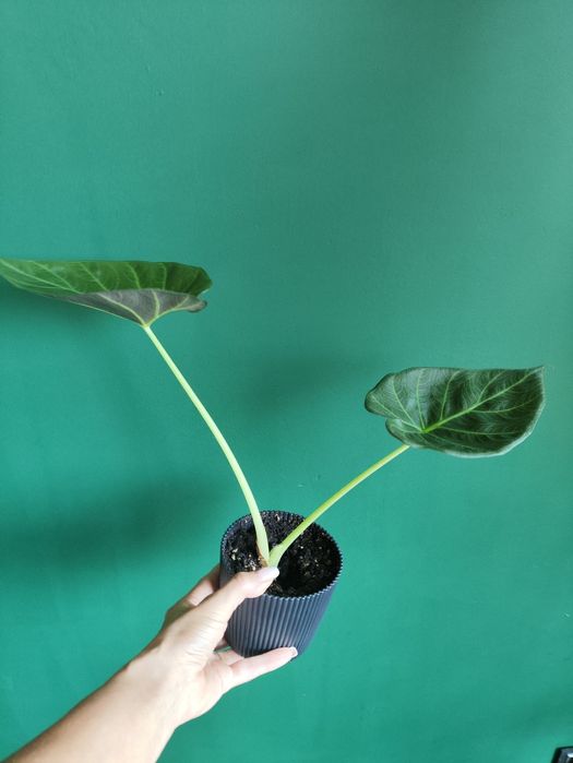 Ale okazja venti dwulistna 30 cm 30 zł
