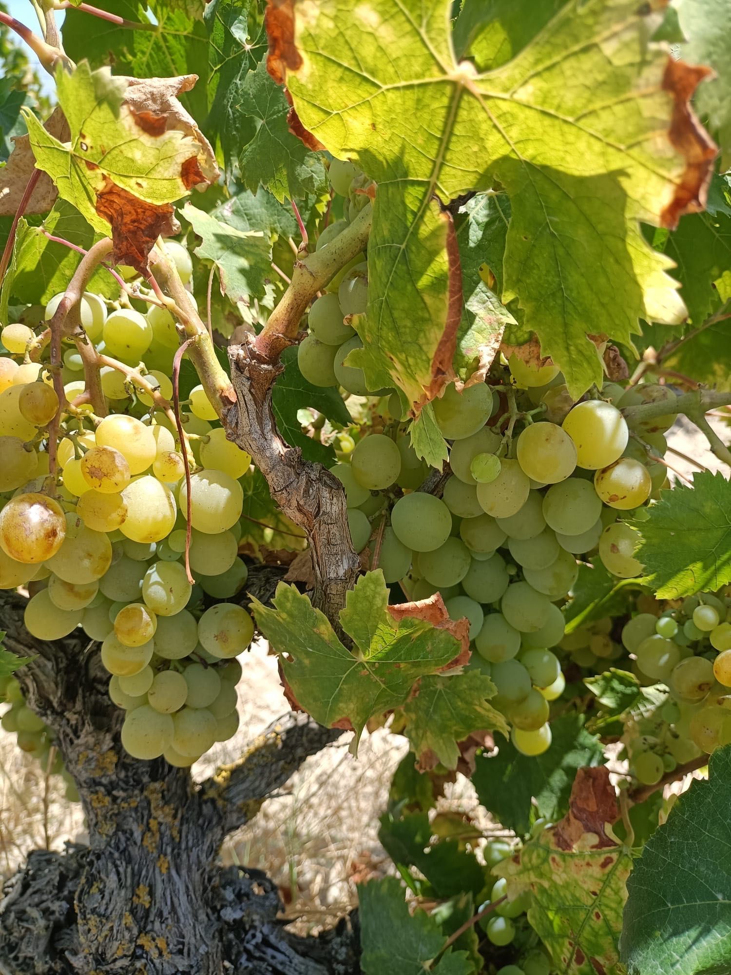 Venda de uva excelente grau
