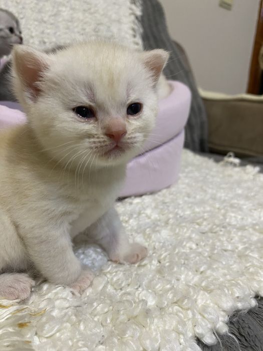 Шотланські котики