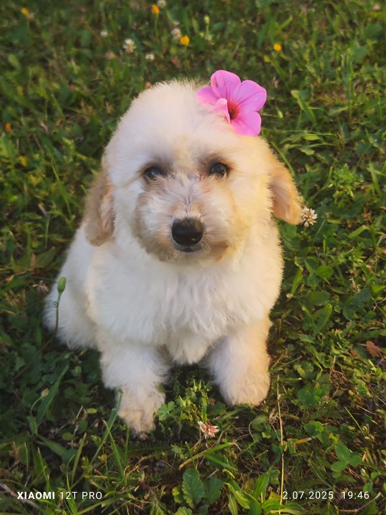 Maltipoo F1 cudowne szczenię