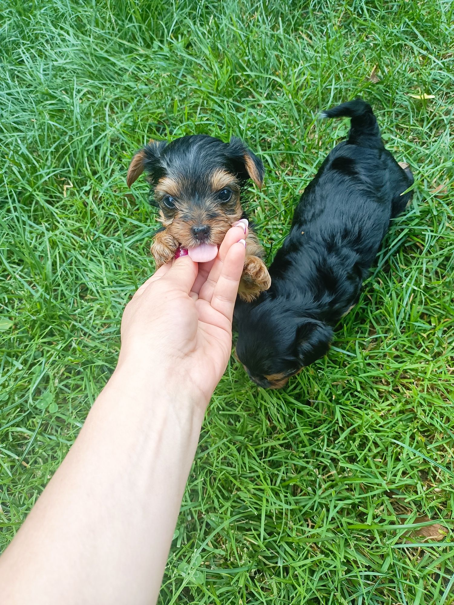 Yorkshire terrier