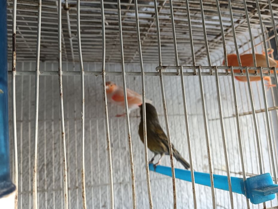 Canários para mudar de gaiola.