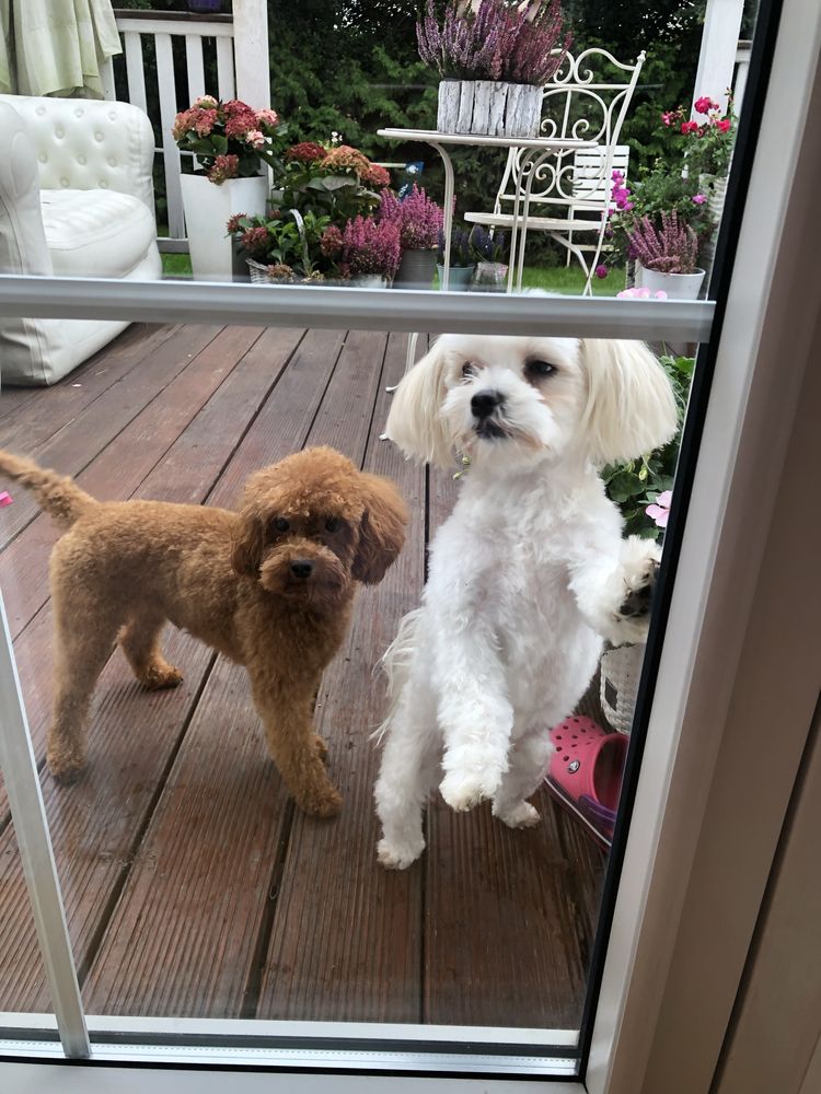 Maltipoo suczka Elsa F1B do odbioru po pudel toy