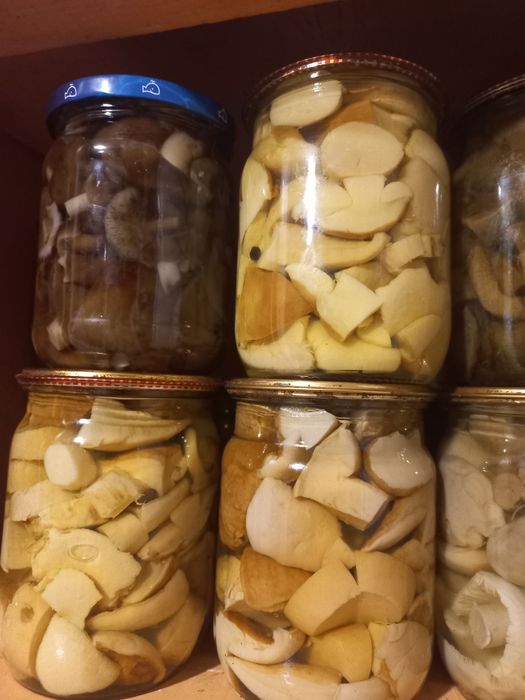 Гриби лісові сезон 2023 р