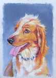 Retratos de animais a carvão (P&B), a pastel (cores) ou digital