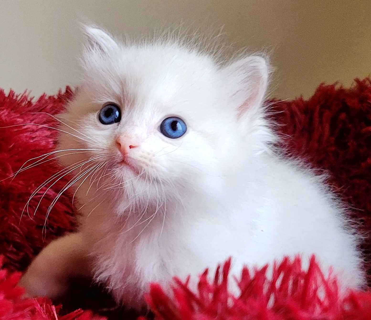 Kotek Ragdoll Blue bicolor lynx