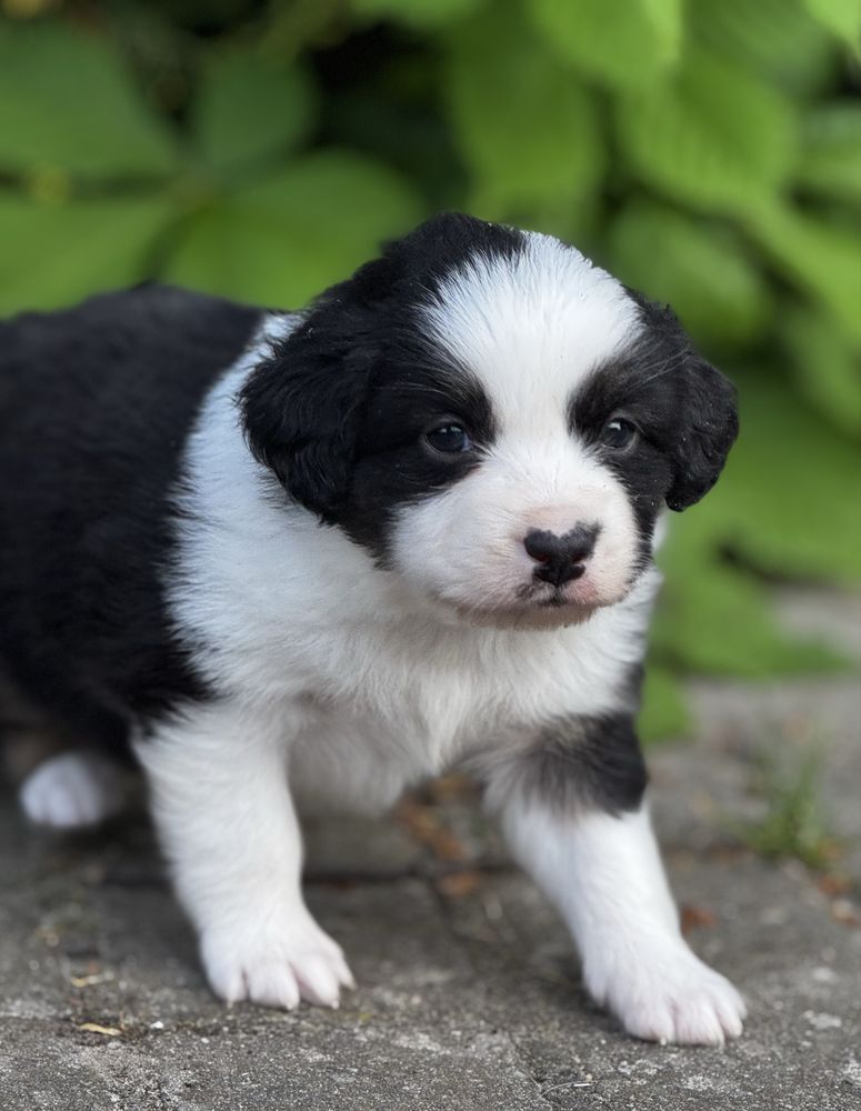 Amerykański owczarek miniaturowy- MAS - Mini Aussie- suczka FCI