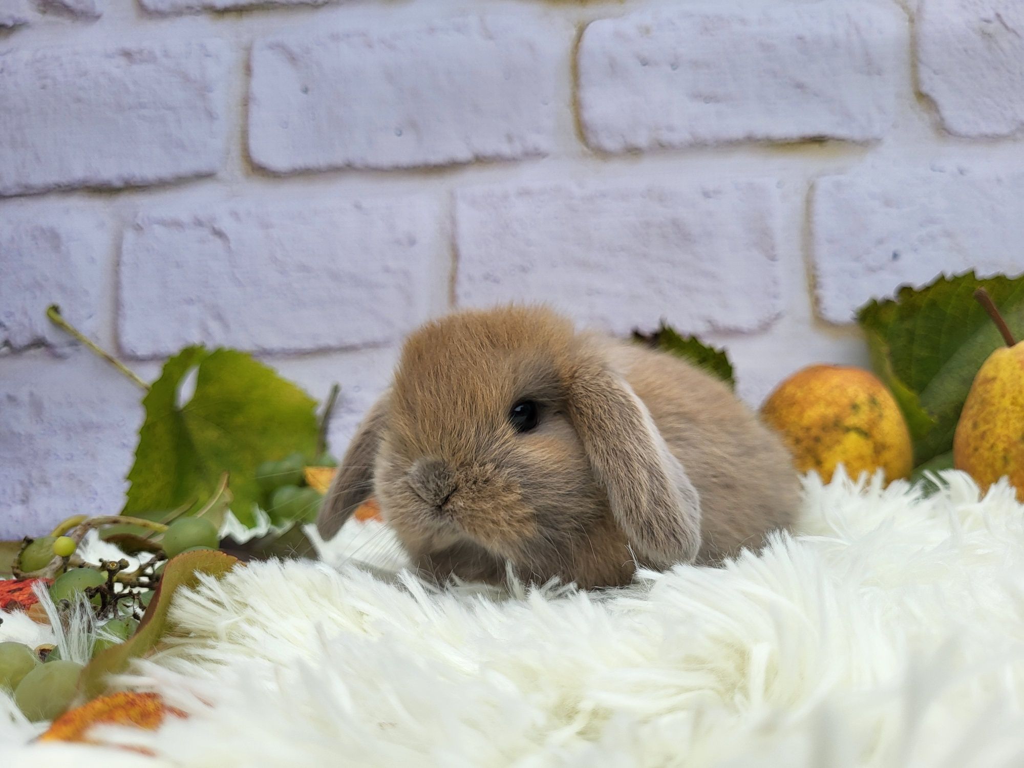 Króliczki Mini Lop. Króliczki domowe, miniaturka, karzełek.