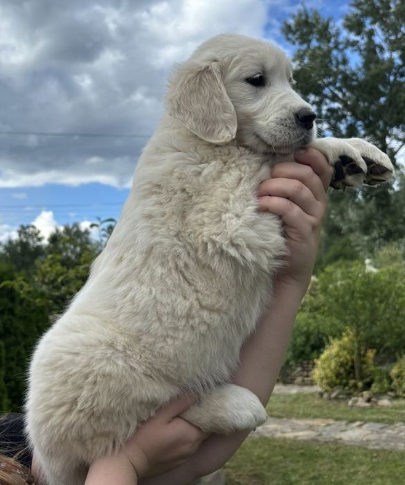 Золотистий ретрівер