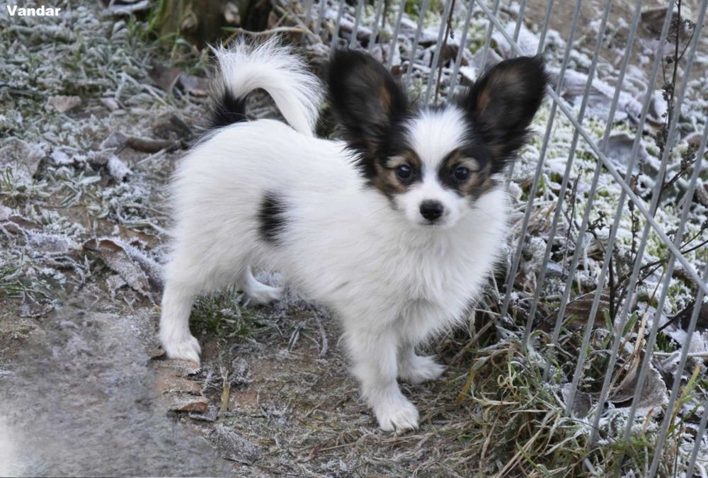 papillon - śliczny piesek, hodowla ZKwP