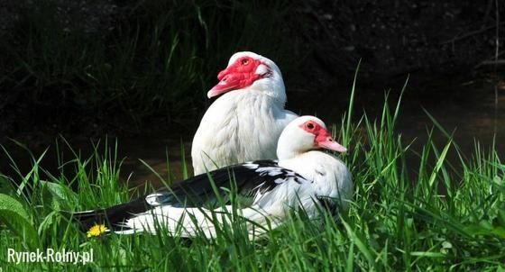 Kaczka  francuska  żywa  kaczor Kaczka