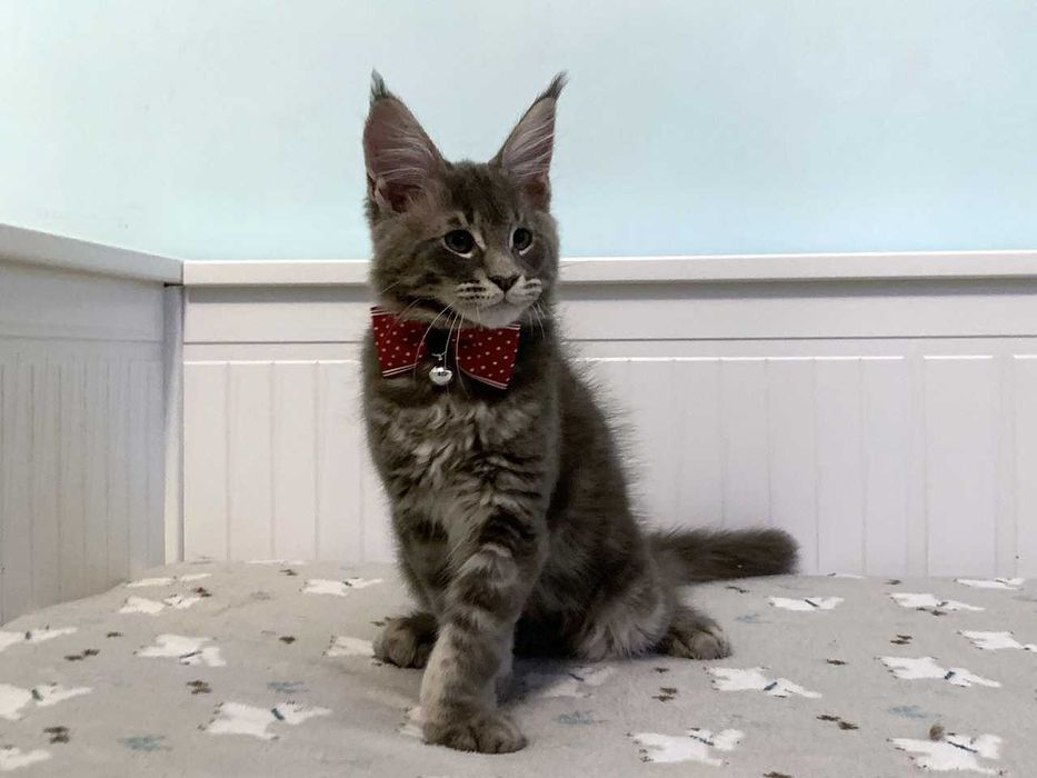 Zarezerwowany – niebieski - kocur Maine Coon FPL – Wrocław