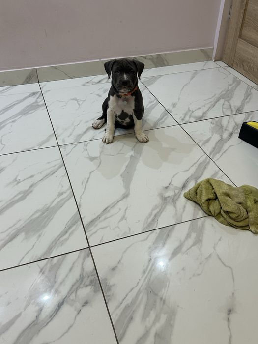 Amercian staffordshire terrier