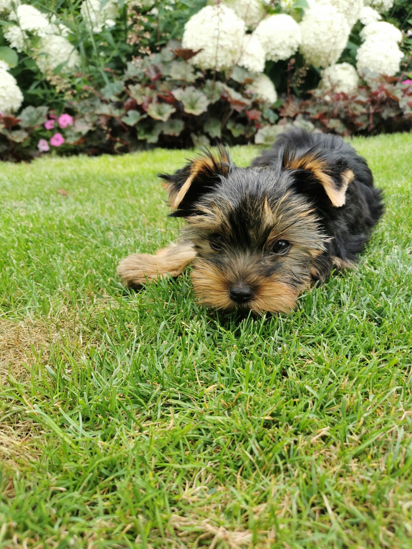 Yorkshire terrier piesek