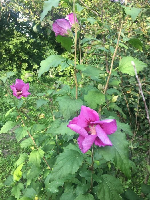 Гібіскус сірійський