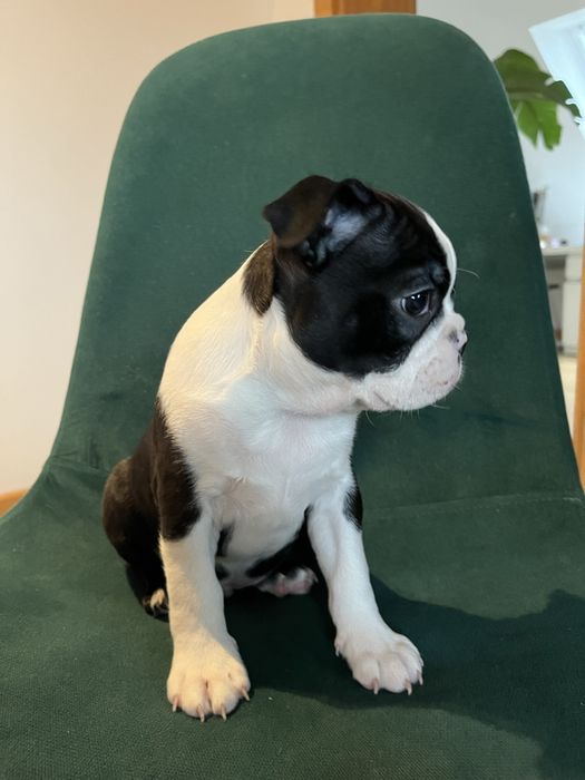 Boston Terrier - uroczy  szczeniaczek gotowy do odbioru
