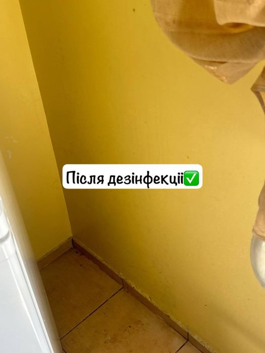 Видалення плісняви видалення грибка - дезінфекція - озонування