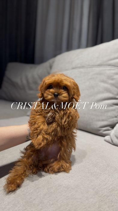 Мальчик Кавапу(мальтипу)Китай,тикап(супермини)редбраун,бебифейс