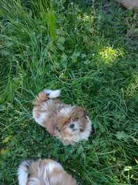 Shih tzu suczka tricolor