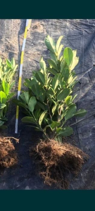 Laurowiśnia do 140cm. WYPRZEDAŻ!!!